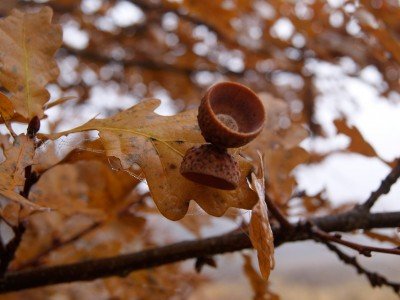 Унылая, пора