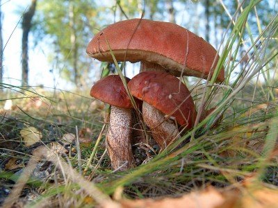 Грибное ассорти 2014