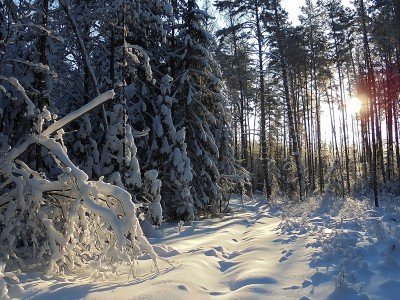 Урочище «Стяжное»