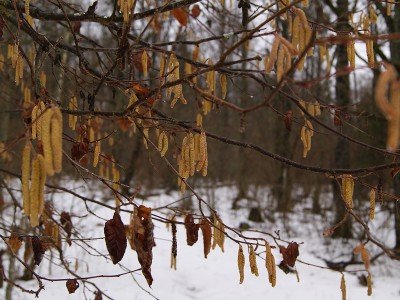 Мартовская Снежеть