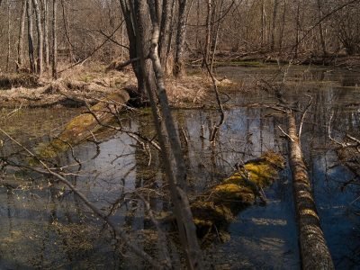 Гаваньские дубравы и озеро Боровень