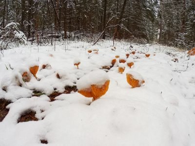 Белое-зеленое-оранжевое