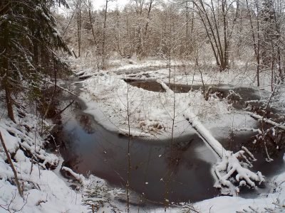 Сумрачный снежный лес и оранжевая дрожалка в нём