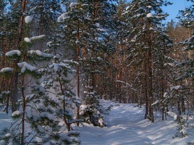 Болото Рыжуха в феврале