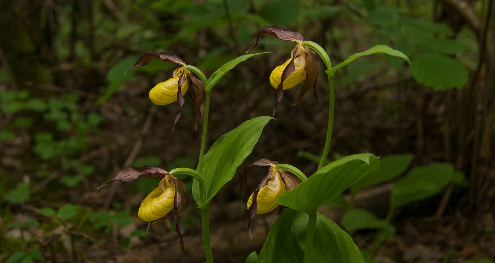 Цветение орхидеи «Венерин башмачок» в Брянском лесу
