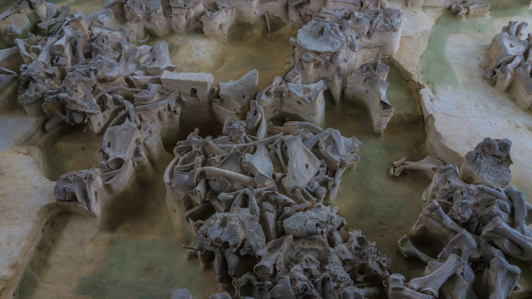 Жилища - "яранги"  строились на фундаменте из черепов мамонтов, стены выкладывались из шкур и костей.