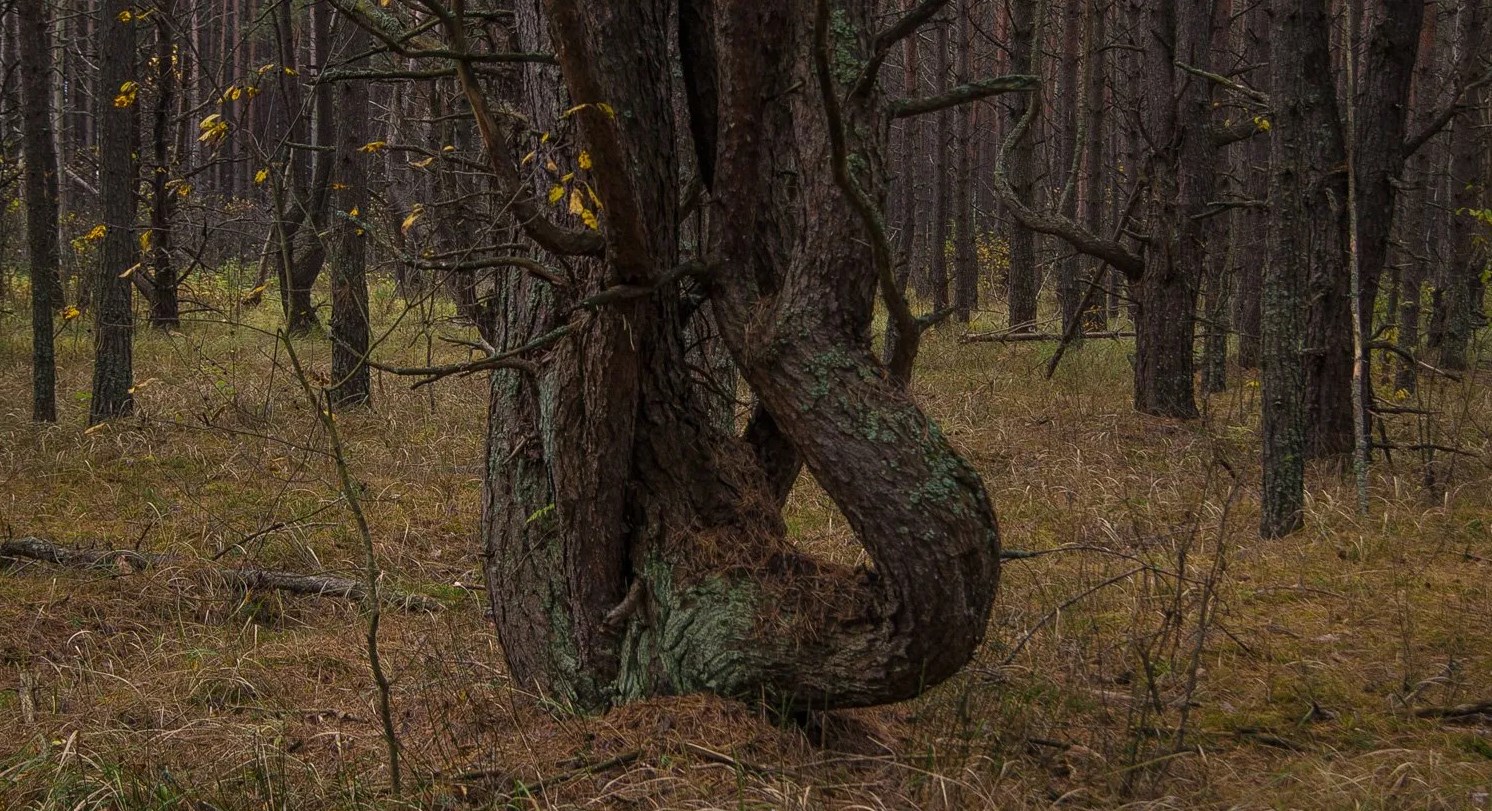 «Ведьмин лес»